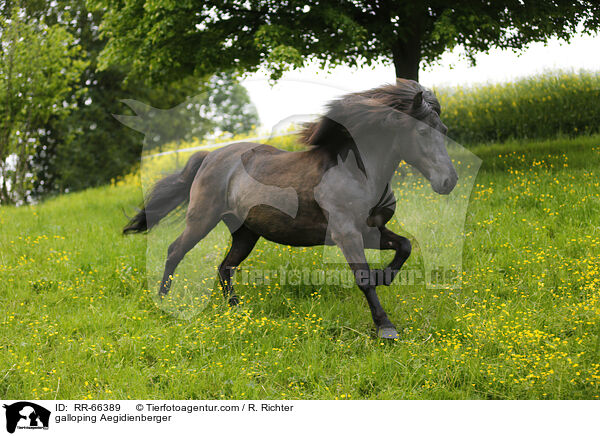 galloping Aegidienberger / RR-66389