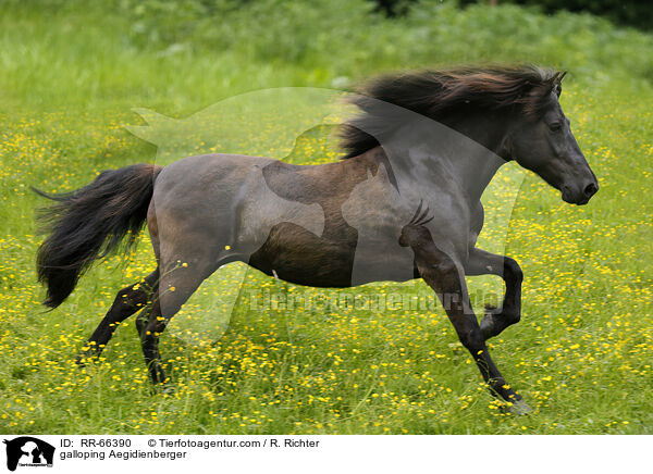galloping Aegidienberger / RR-66390