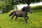 galloping Aegidienberger