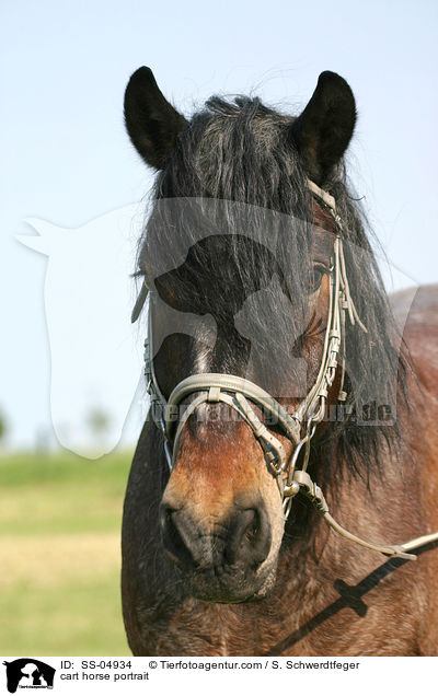 cart horse portrait / SS-04934