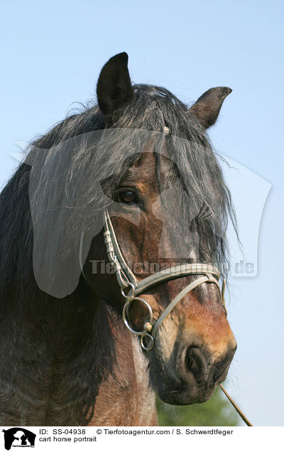cart horse portrait / SS-04938