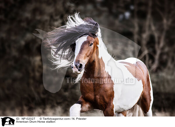 American Drum Horse stallion / NP-02027