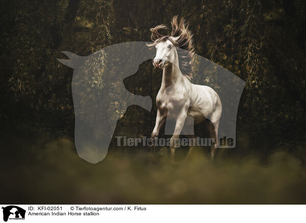 American Indian Horse stallion / KFI-02051