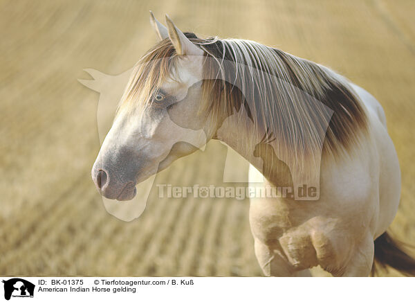 American Indian Horse gelding / BK-01375