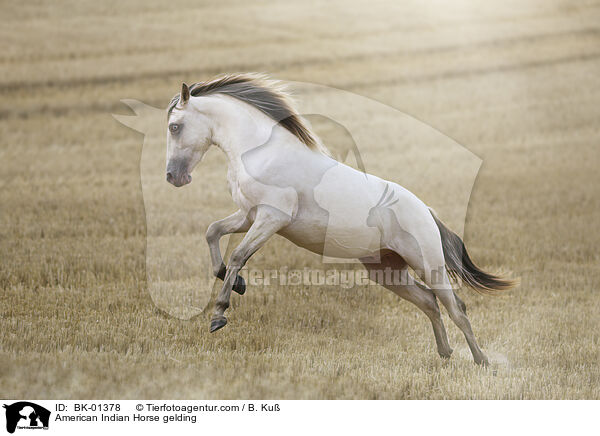 American Indian Horse gelding / BK-01378