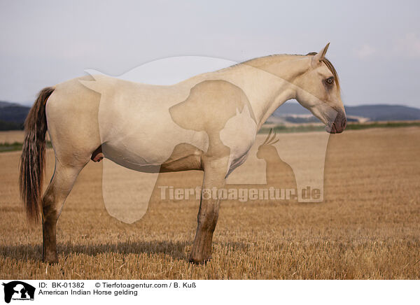 American Indian Horse gelding / BK-01382