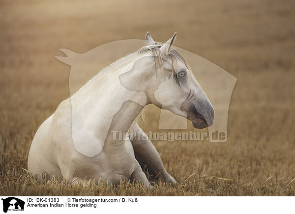 American Indian Horse gelding / BK-01383