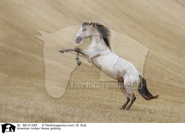 American Indian Horse gelding / BK-01385
