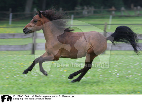 galloping American Miniature Horse / BM-01740