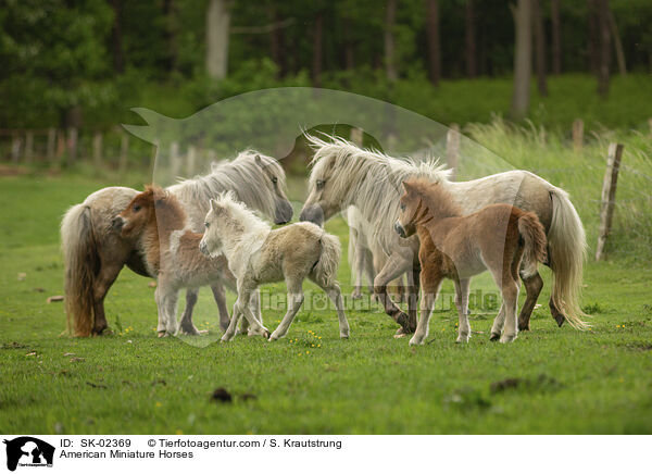 American Miniature Horses / SK-02369
