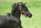 American Miniature Horse Portrait