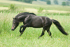 galloping American Miniature Horse