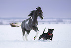 American Miniature Horse with horse
