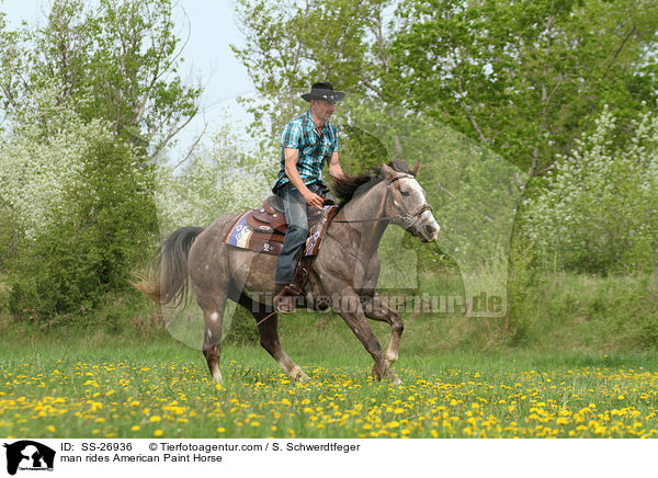 man rides American Paint Horse / SS-26936