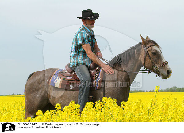 man rides American Paint Horse / SS-26947