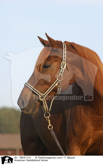 American Saddlebred Horse / TM-01131