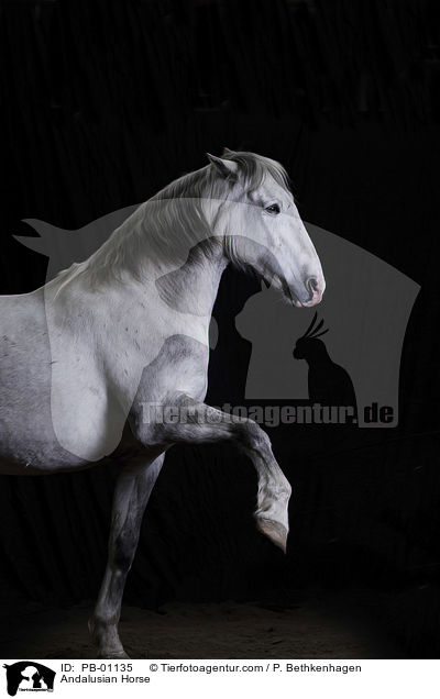 Andalusian Horse / PB-01135