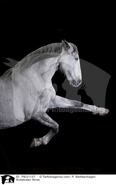 Andalusian Horse / PB-01137