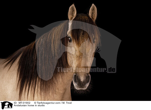 Andalusian horse in studio / MT-01902