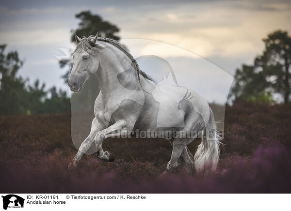 Andalusian horse / KR-01191
