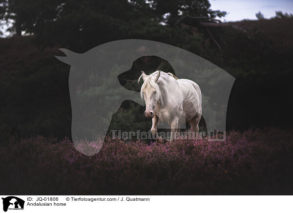 Andalusier / Andalusian horse / JQ-01806