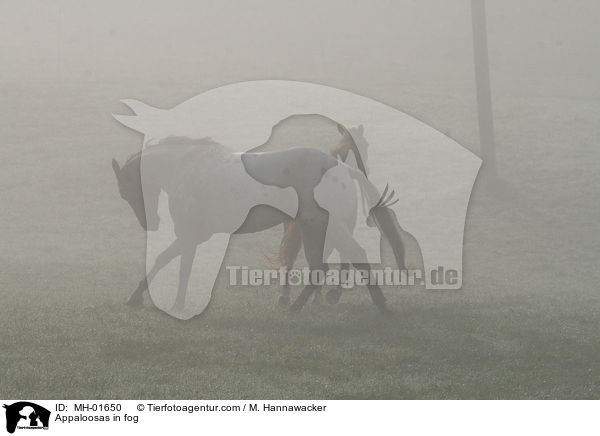 Appaloosas in fog / MH-01650