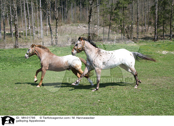 galloping Appaloosas / MH-01786
