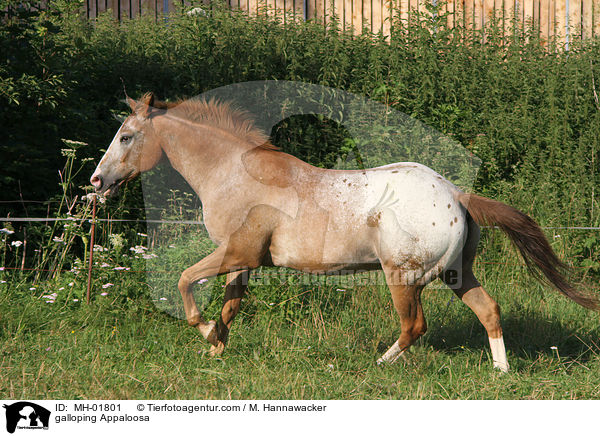 galloping Appaloosa / MH-01801