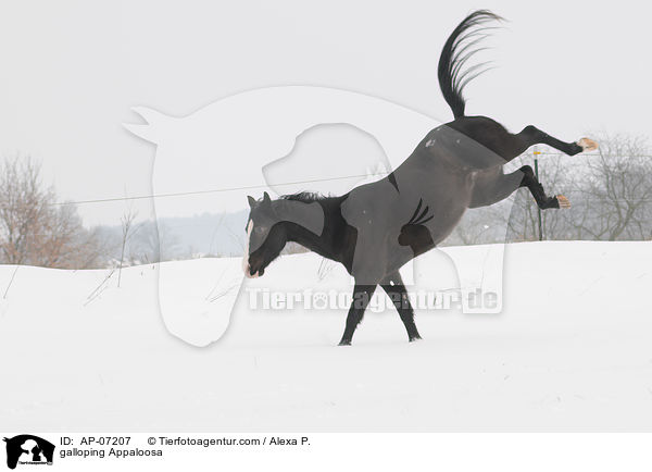 galloping Appaloosa / AP-07207