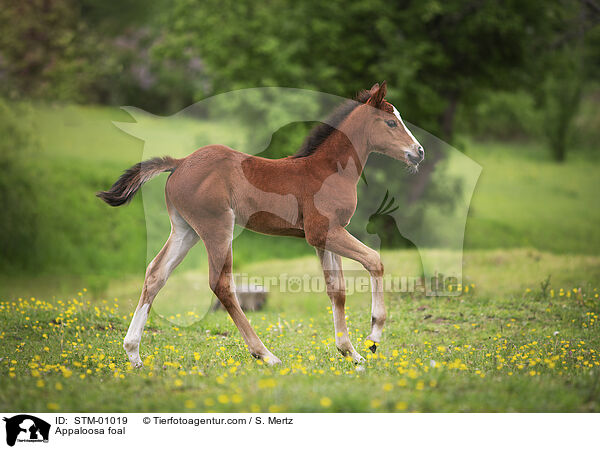 Appaloosa foal / STM-01019