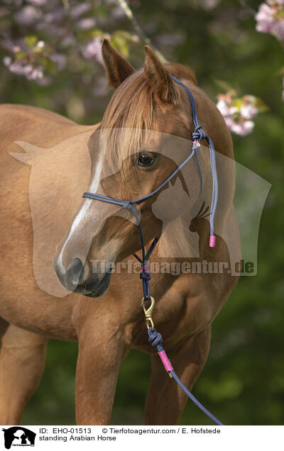 standing Arabian Horse / EHO-01513