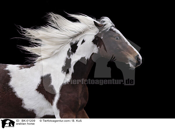arabian horse / BK-01209