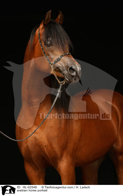 arabian horse portrait / HL-02548