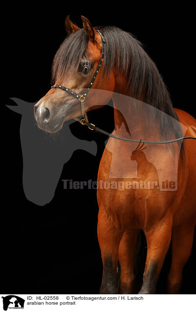 arabian horse portrait / HL-02558