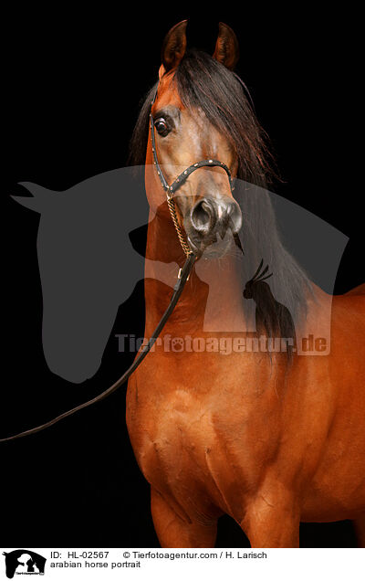 arabian horse portrait / HL-02567
