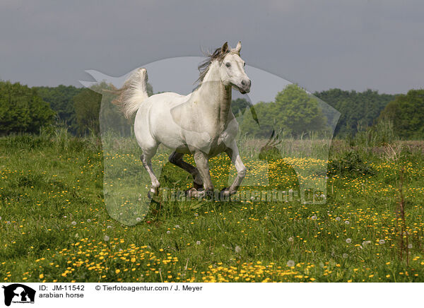 arabian horse / JM-11542