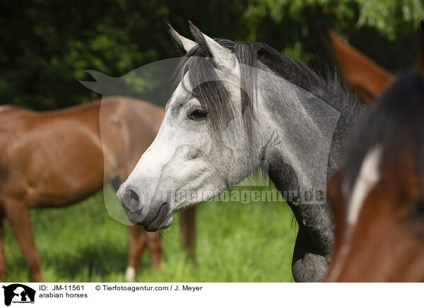 arabian horses / JM-11561