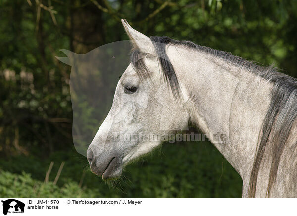 arabian horse / JM-11570