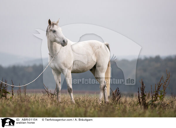 arabian horse / ABR-01154