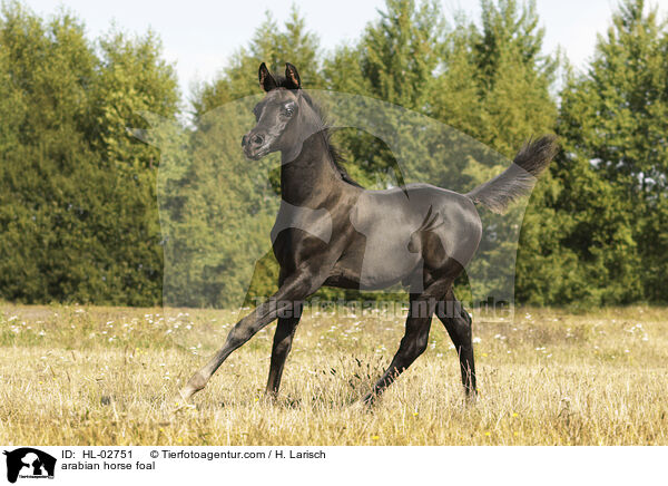 arabian horse foal / HL-02751