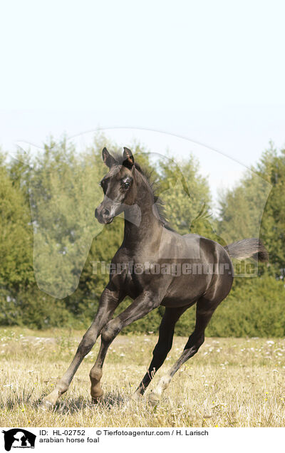 arabian horse foal / HL-02752