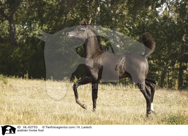 arabian horse foal / HL-02753