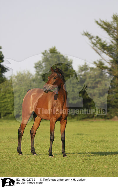 arabian horse mare / HL-02762