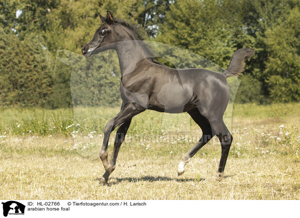 arabian horse foal / HL-02766