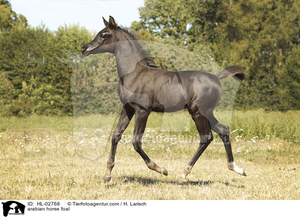 arabian horse foal / HL-02768