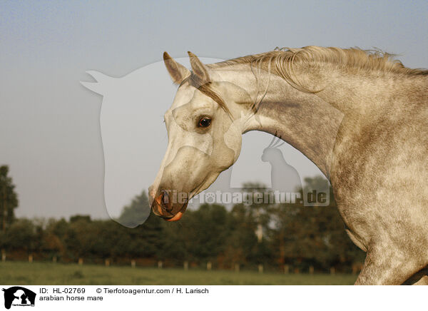 arabian horse mare / HL-02769