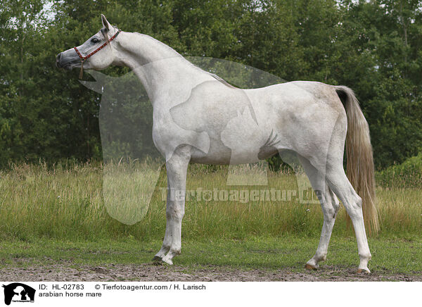 arabian horse mare / HL-02783