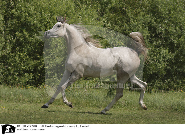 arabian horse mare / HL-02788