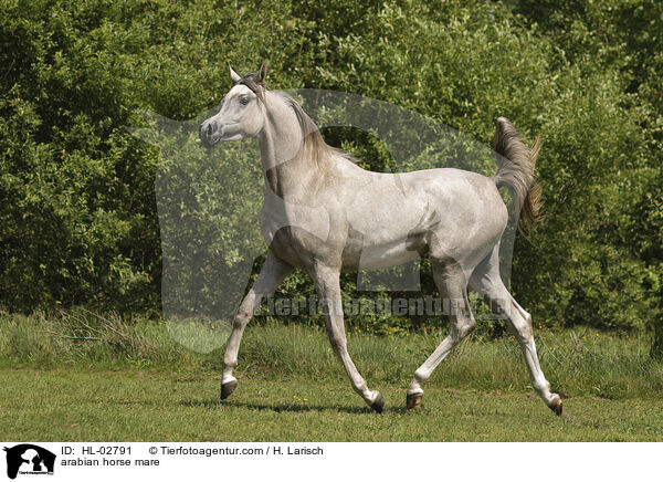 arabian horse mare / HL-02791