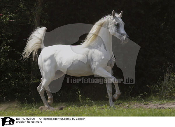 arabian horse mare / HL-02796